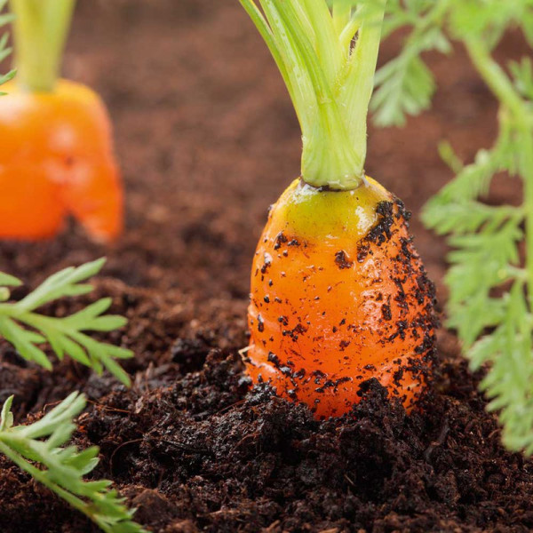 Buy Seed Tape Carrots Online - Plant Seeds