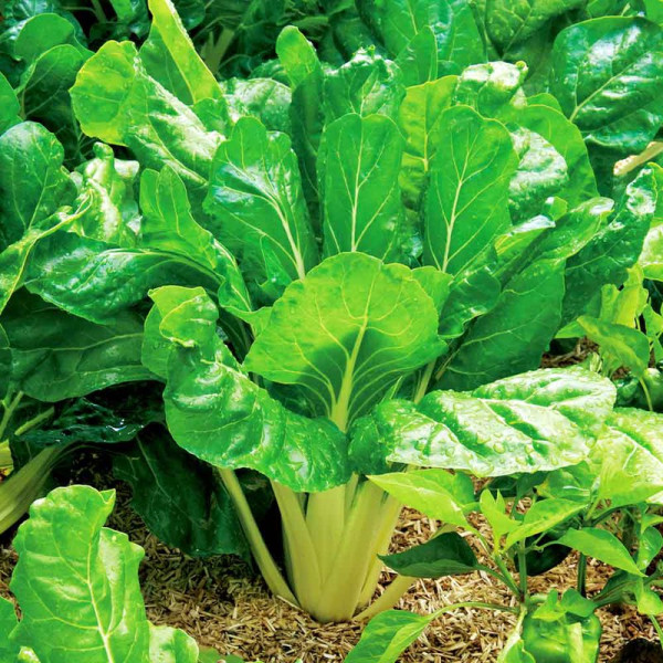 Buy Seed Tape Perpetual Spinach Leaf Online - Plant Seeds Buy Seed Tape Perpetual Spinach Leaf Online - Plant Seeds