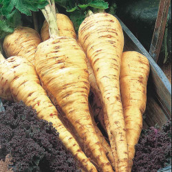 Seed Tape Parsnip Tender & True