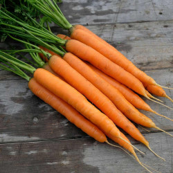 Seed Tape Carrot Amsterdam Forcing 3