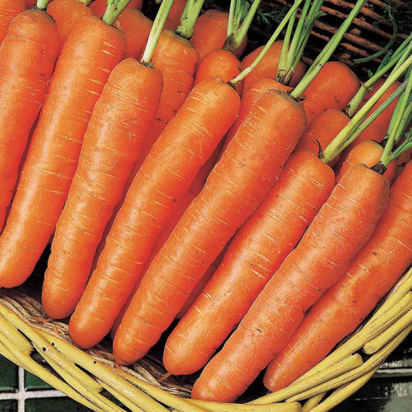 Buy Seed Tape Carrot Early Nantes 5 Online - Plant Seeds