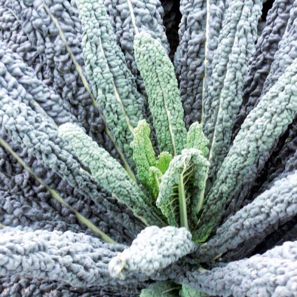 Buy James Wong Kale Black Magic Online - Plant Seeds