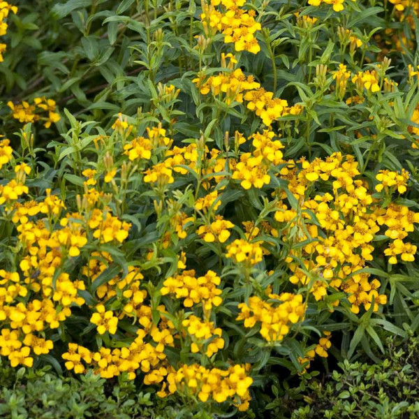 Buy Mexican Tarragon Seeds Online - Plant Seeds