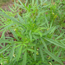 Peruvian Black Mint Seeds