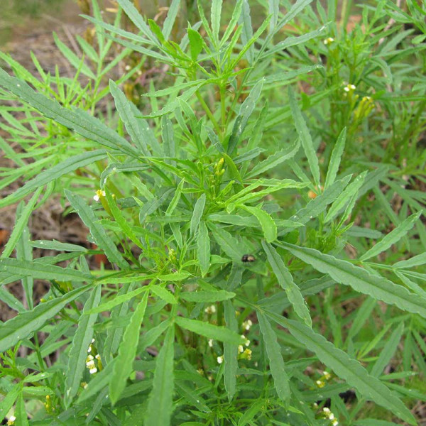 Buy Peruvian Black Mint Seeds Online - Plant Seeds Buy Peruvian Black Mint Seeds Online - Plant Seeds