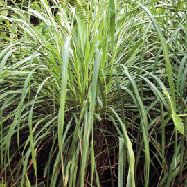 Lemon Grass Seeds