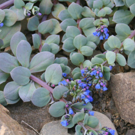 Oyster Leaf Plant Seeds