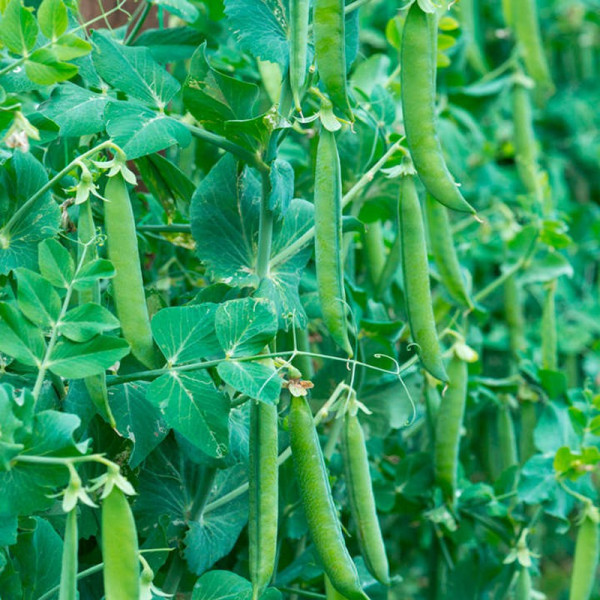 Buy Pea Seeds Vivado Online - Plant Seeds
