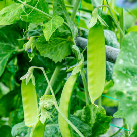 Snow Pea Seeds Green Beauty