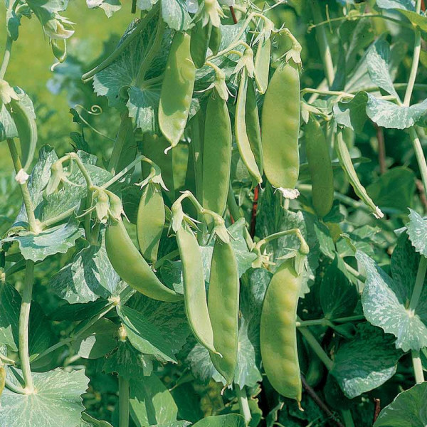 Buy Pea Seeds Oregon Sugar Pod Online - Plant Seeds