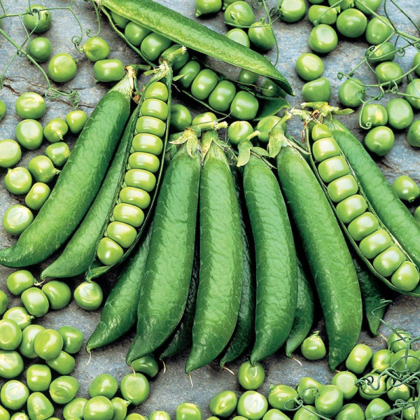 Buy Pea Seeds Proval Online - Plant Seeds