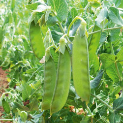 Pea Mangetout Seeds Sweet Horizon