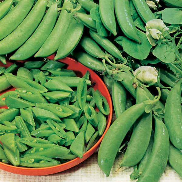 Buy Pea Sugar Snap Seeds Delikett Online - Plant Seeds Buy Pea Sugar Snap Seeds Delikett Online - Plant Seeds