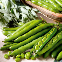 Bean (broad Bean) Seeds Aquadulce Claudia