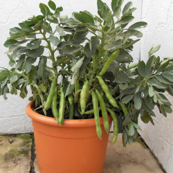 Bean (broad) Seeds Robin Hood