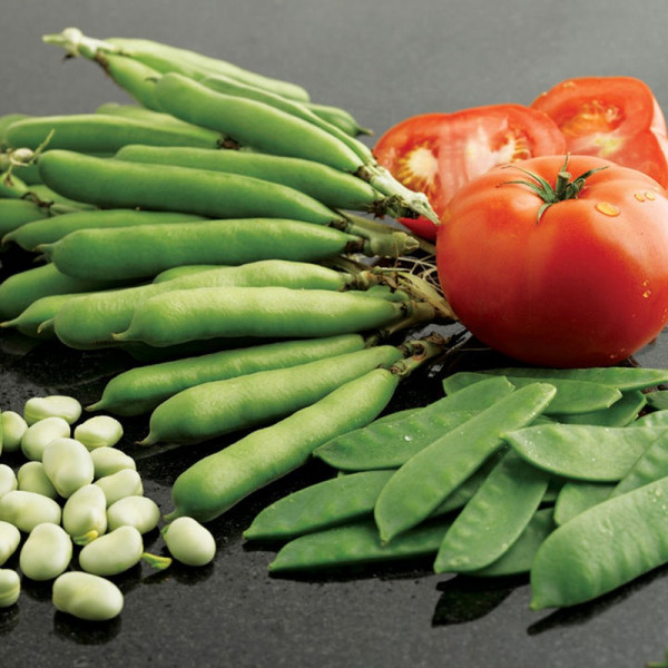 Buy Bean (Broad) Seeds Listra Online - Plant Seeds Buy Bean (Broad) Seeds Listra Online - Plant Seeds