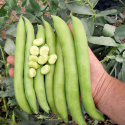 Bean (broad Bean) Seeds Luz De Otono