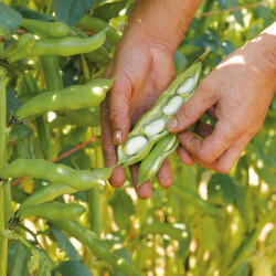 Bean (broad) Seeds Express
