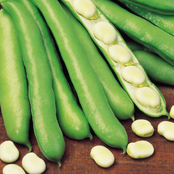 Buy Bean (Broad) Seeds Witkiem Manita Online - Plant Seeds Buy Bean (Broad) Seeds Witkiem Manita Online - Plant Seeds