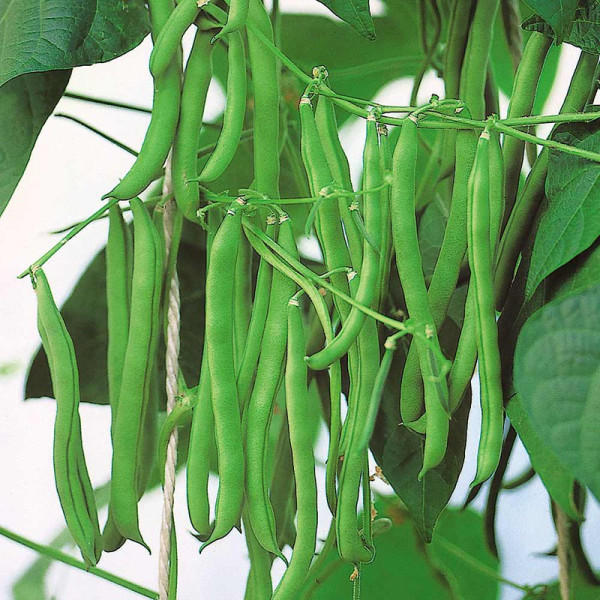 Buy Bean (Climbing French) Seeds Blue Lake Online - Plant Seeds Buy Bean (Climbing French) Seeds Blue Lake Online - Plant Seeds