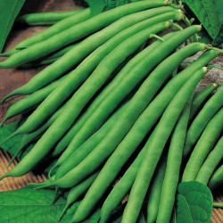 Bean (climbing French) Seeds Cobra