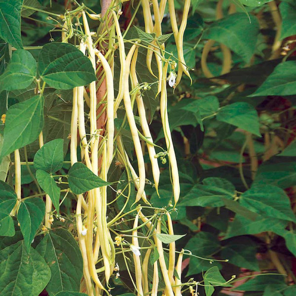 Buy Bean (Climbing French) Seeds Colourful Climbing Mix Online - Plant Seeds Buy Bean (Climbing French) Seeds Colourful Climbing Mix Online - Plant Seeds