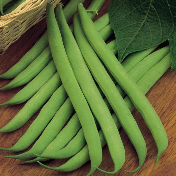 Buy Bean (Dwarf French) Seeds Sprite Online - Plant Seeds