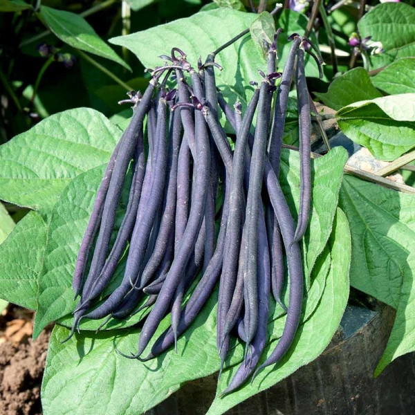 Buy Bean (Dwarf French) Seeds Mistik Online - Plant Seeds