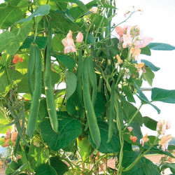 Runner Bean Seeds Celebration