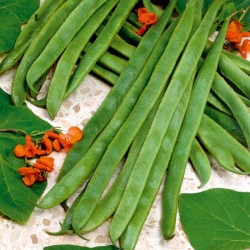 Bean (runner) Seeds Armstrong