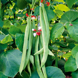 Bean (runner) Seeds St George