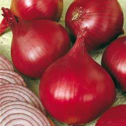 Onion Triple Pack Spring Planting