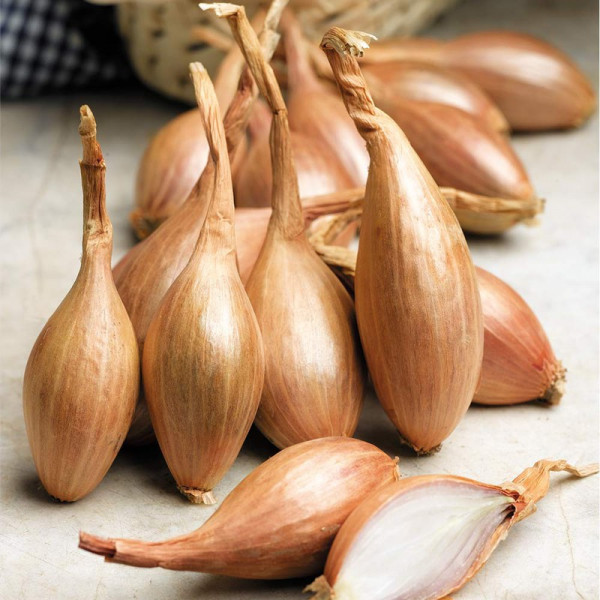 Buy Shallot Triple Pack Spring Planting Online - Green plants & flowering plants