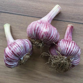 Garlic Bulbs Rose Wight
