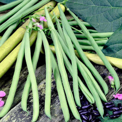 Bean French Climbing (organic) Seeds Cobra