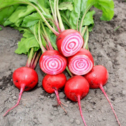 Beetroot (organic) Seeds Barabietola Di Chioggia