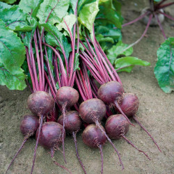 Beetroot (organic) Seeds Rhonda