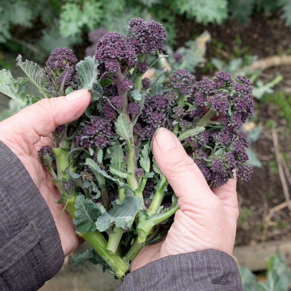 Buy Broccoli (Organic) Seeds Purple Sprouting Early Online - Plant Seeds
