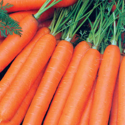 Carrot (organic) Seeds Resistafly F1