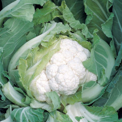 Cauliflower (organic) Seeds Skywalker F1