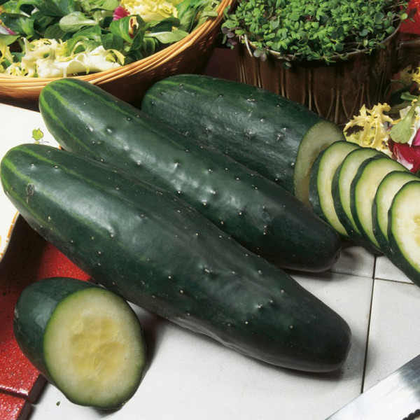 Buy Cucumber (Organic) Seeds Marketmore Online - Green plants & flowering plants Buy Cucumber (Organic) Seeds Marketmore Online - Green plants & flowering plants