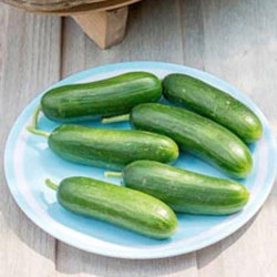Cucumber (organic) Seeds Muncher