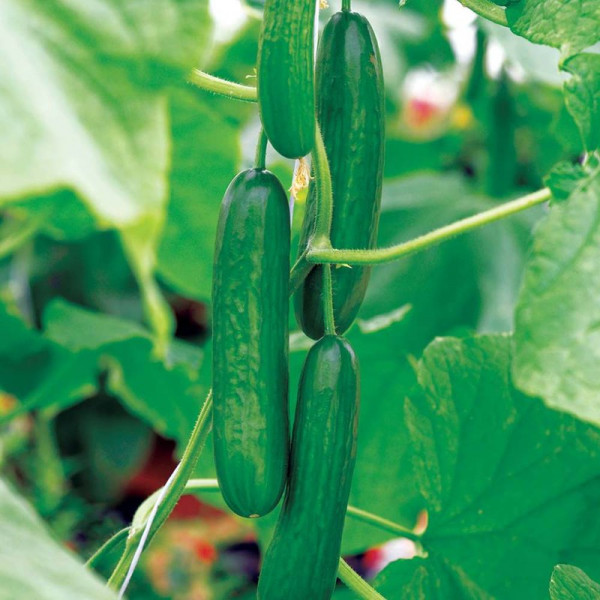 Buy Cucumber (Organic) Seeds Passandra F1 Online - Plant Seeds