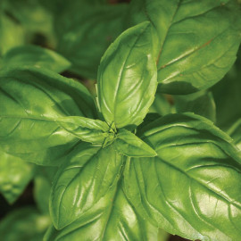 Herb (organic) Seeds Basil Genovese