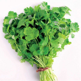 Herb (organic) Seeds Coriander Cilantro