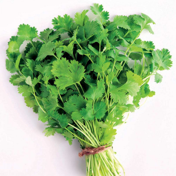 Buy Herb (Organic) Seeds Coriander Cilantro Online - Plant Seeds