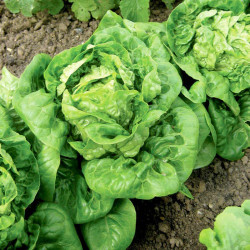 Lettuce (organic) Seeds Little Gem