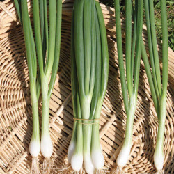 Spring Onion (organic) Seeds White Lisbon