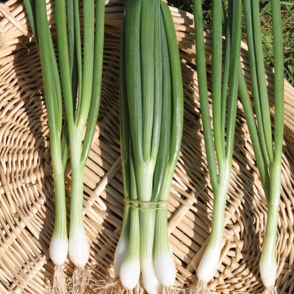 Buy Spring Onion (Organic) Seeds White Lisbon Online - Green plants & flowering plants