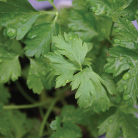 Herb (organic) Seeds Parsley Italian Giant